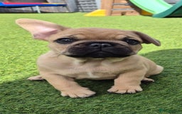 French Bulldog dogs for sale: French Bulldog puppies - Image 23