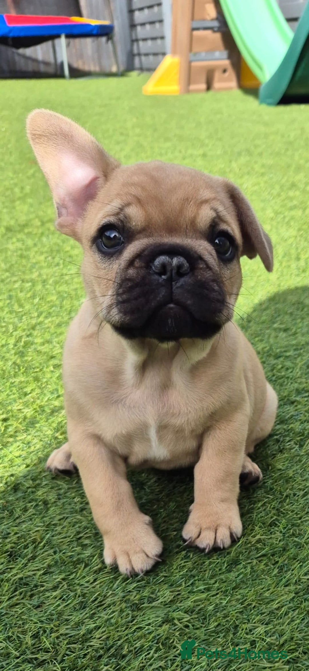 French Bulldog dogs for sale: French Bulldog puppies - Image 23