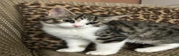 Mixed Breed cats for sale: Gorgeous Fluffy Kittens. Beautiful Little Souls🤍 - Advert 26