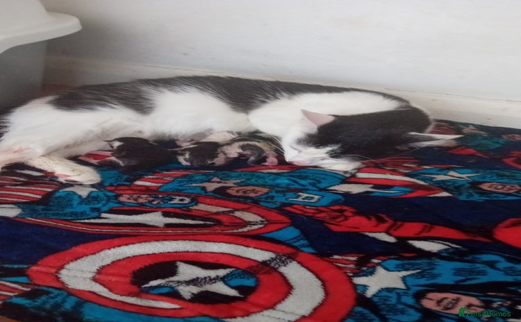 Mixed Breed cats - Advert 7