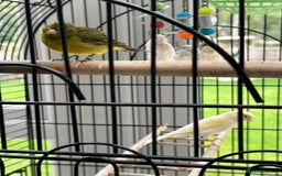 Canaries birds for sale: Pair of Canaries with Cage - Image 8
