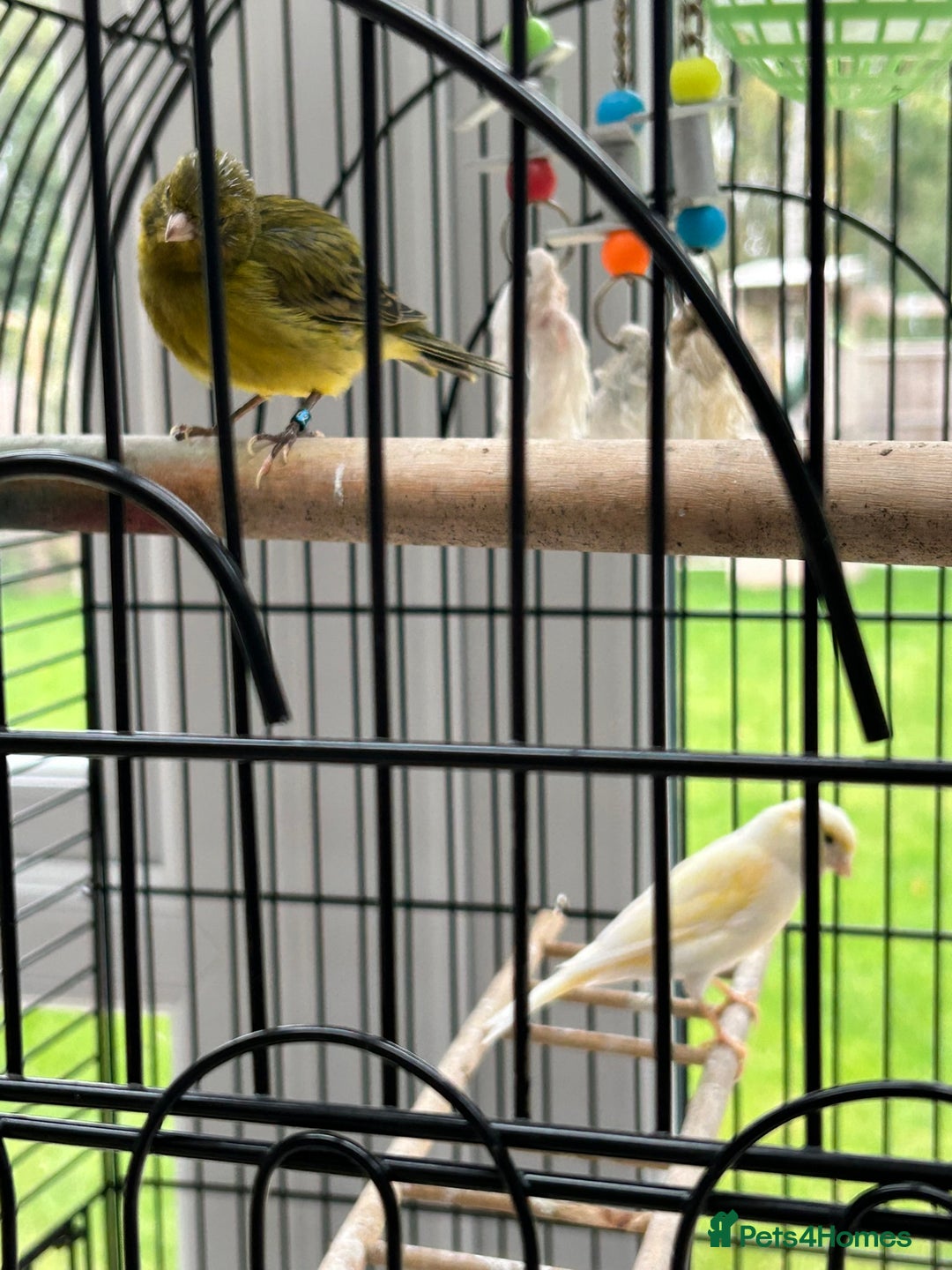 Canaries birds for sale: Pair of Canaries with Cage - Image 8