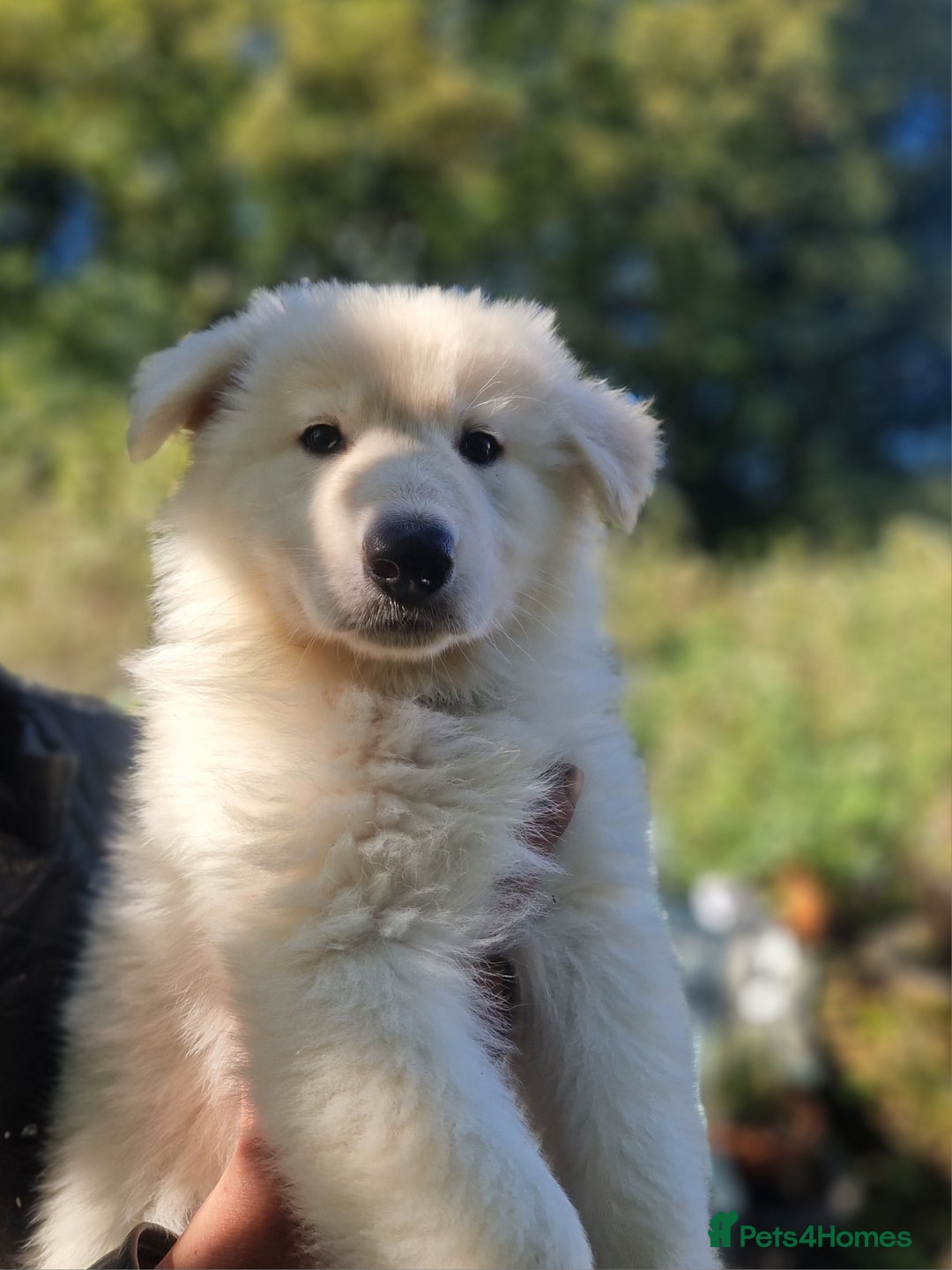 German Shepherd dogs for sale: Gorgeous long coated German Shepherd puppies - Image 4