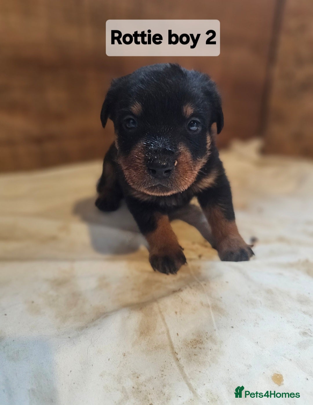 Rottweiler dogs for sale: 3 Beautiful rottweiler pups - Advert 4