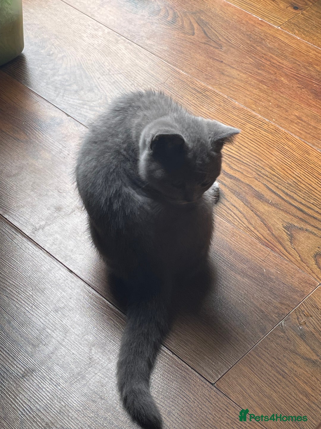 British Shorthair cats for sale: Beautiful British blue Kittens in Sheffield - Image 25