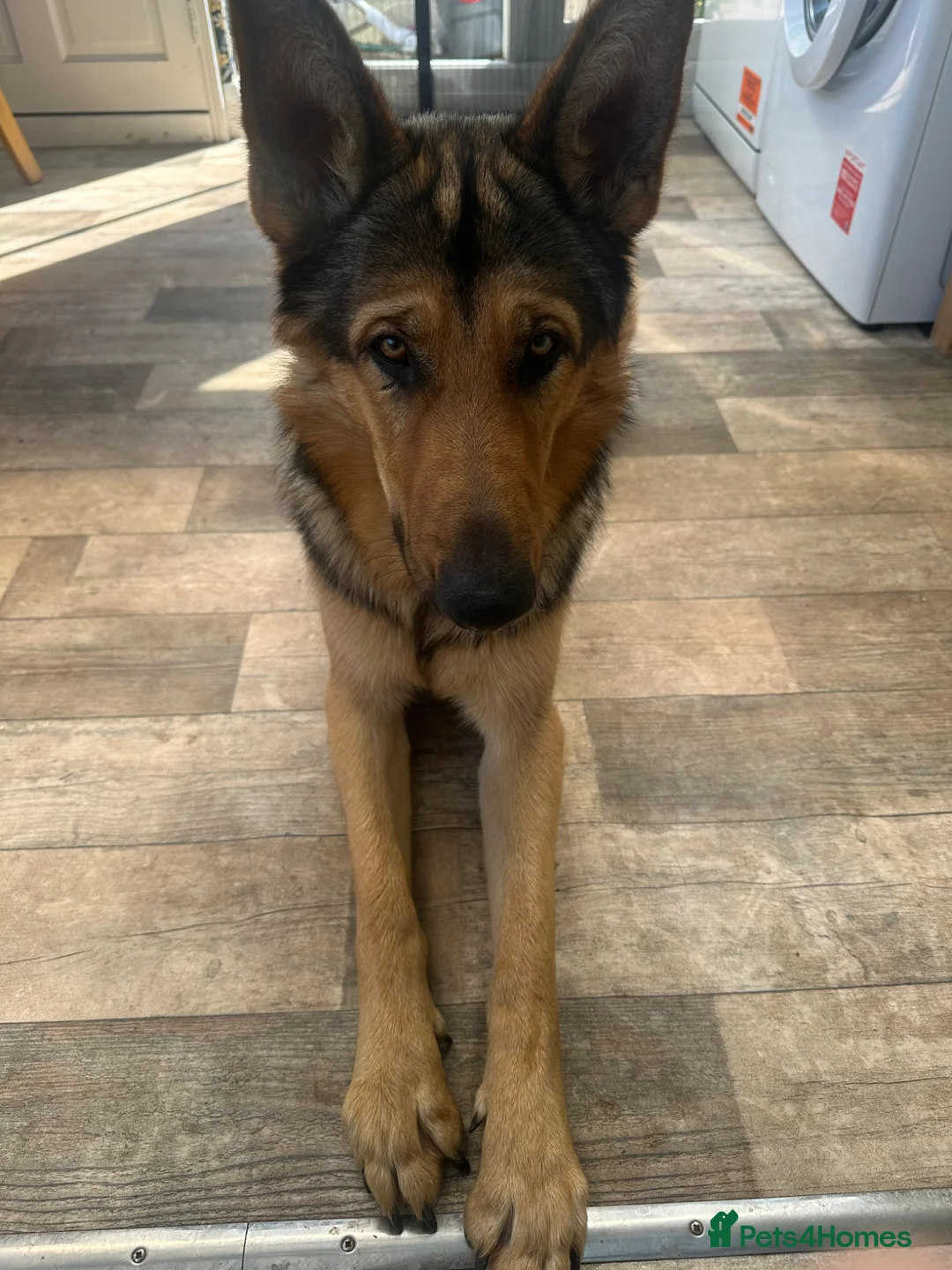 German Shepherd dogs for sale: Theo 18 month old  - Advert 2