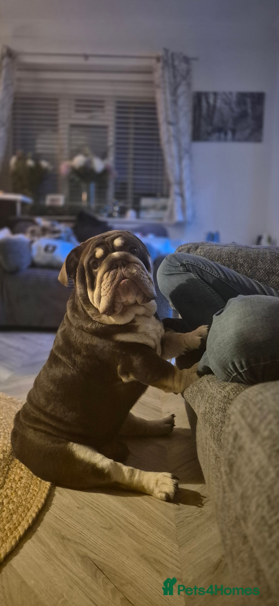 English Bulldog dogs for sale: Gorgeous boy Gizmo  - Advert 1