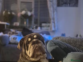 English Bulldog dogs Gorgeous boy Gizmo - Advert 1