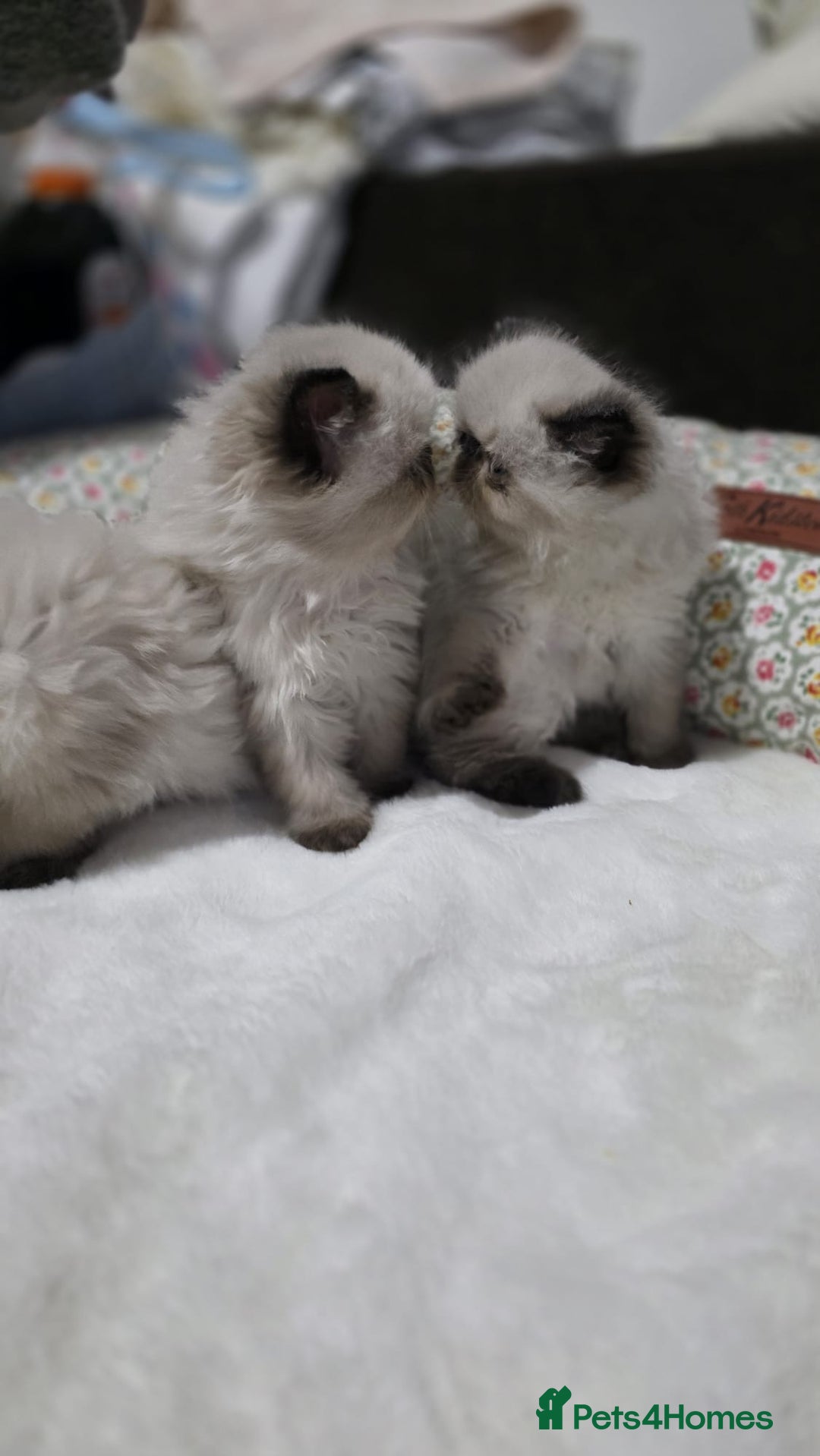 Persian cats for sale: Himalayan Persian Kittens  - Advert 2