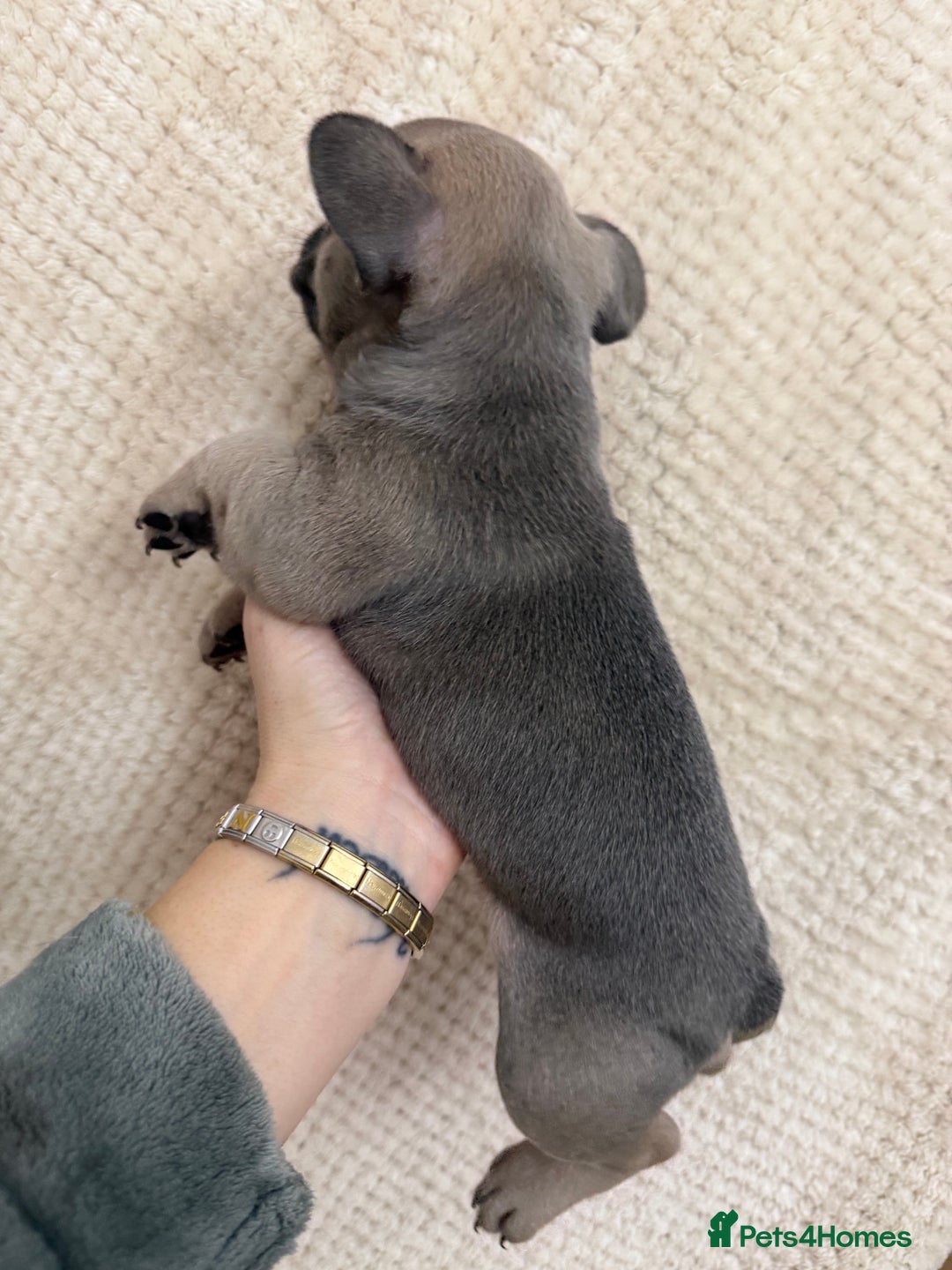 French Bulldog dogs for sale: French bulldog puppys - Advert 6