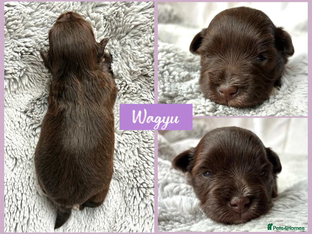 Miniature Schnauzer dogs for sale: 1 CHOC GIRL - KC TOY/MINI SCHNAUZER MAC/BVA CLEAR - Advert 3