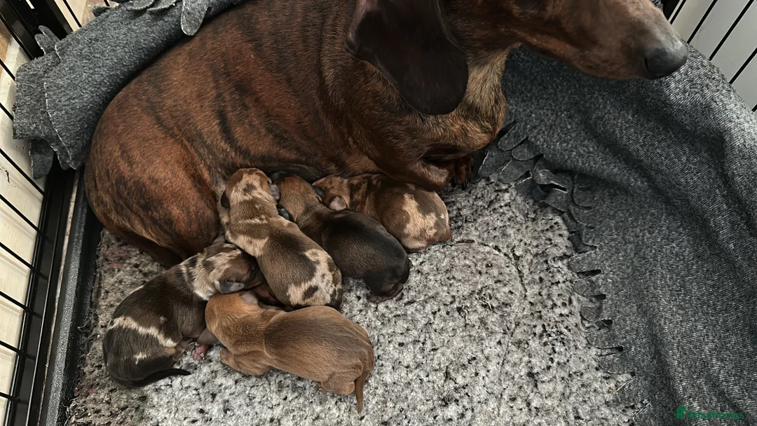 Miniature Dachshund dogs for sale: KC miniature dachshunds brindle /dapple  - Advert 2