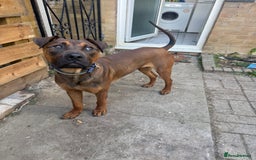 Mixed Breed dogs for sale: Dutch herder x pressa canario  - Image 4