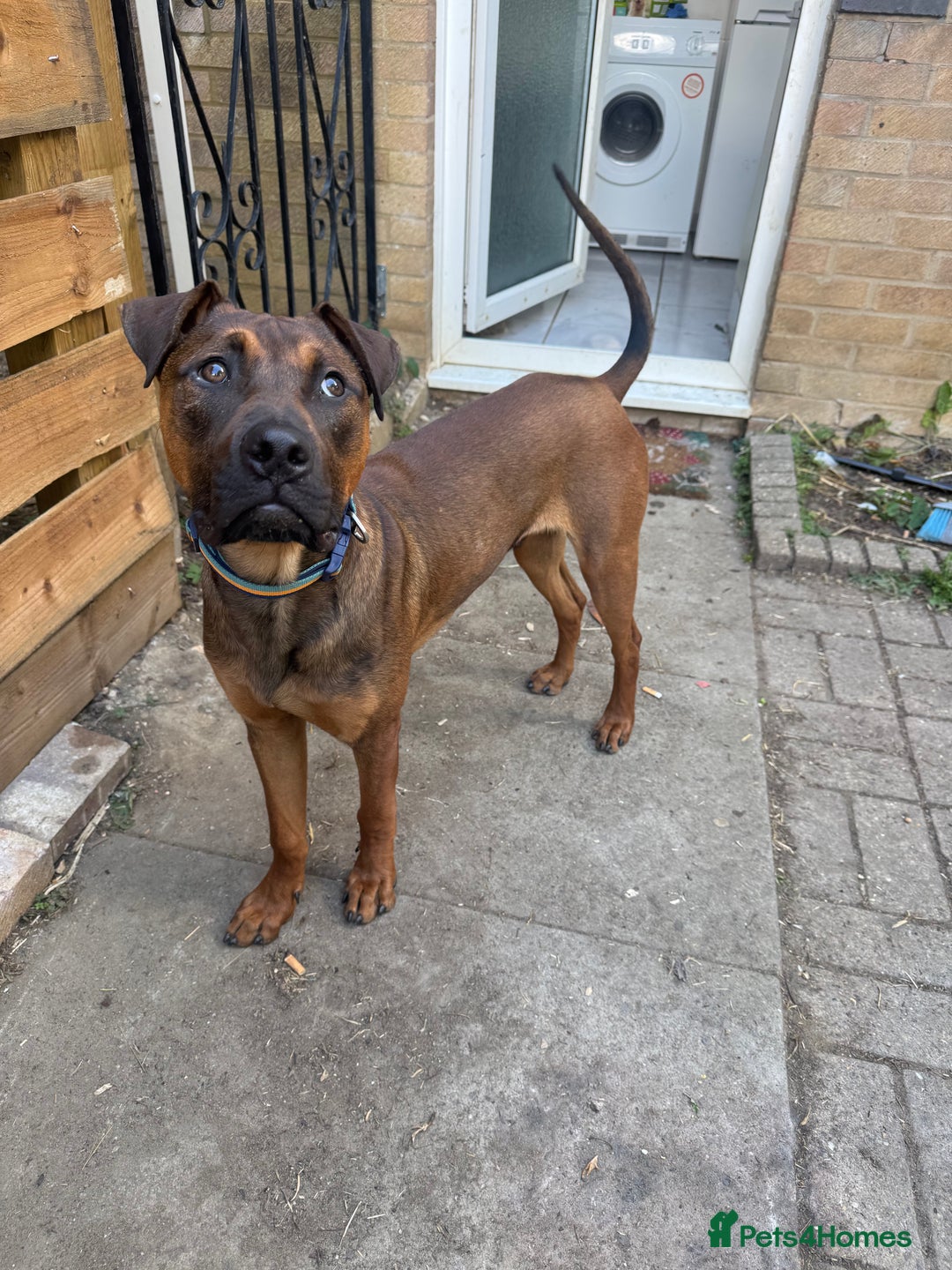 Mixed Breed dogs for sale: Dutch herder x pressa canario  - Image 4