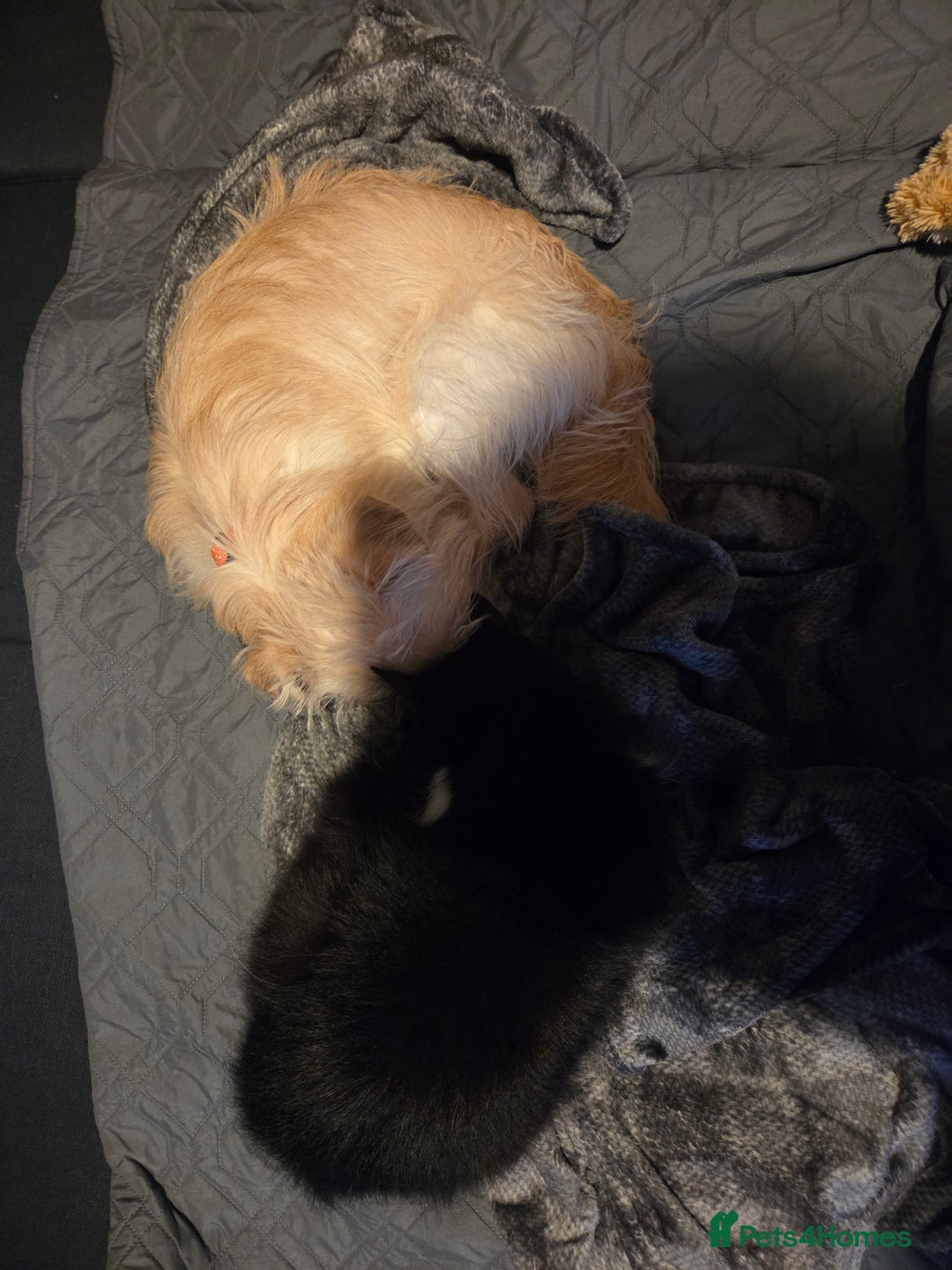 Mixed Breed dogs for sale: 9 months old Shih tzu x Jack Russell  - Advert 6