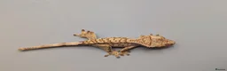 Gecko reptiles for sale: Tri Colour Harlequin Partial Pin Crested Gecko  - Advert 2