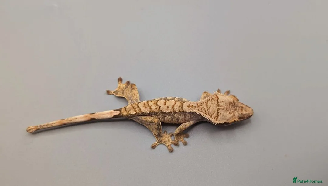 Gecko reptiles for sale: Tri Colour Harlequin Partial Pin Crested Gecko  - Advert 2