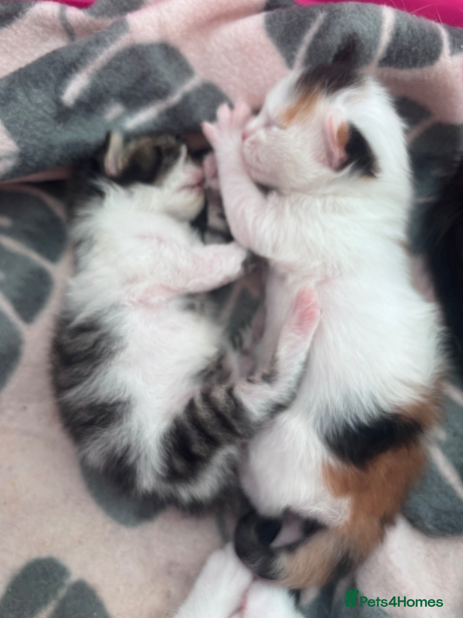 Mixed Breed cats Girl kittens - Advert 2