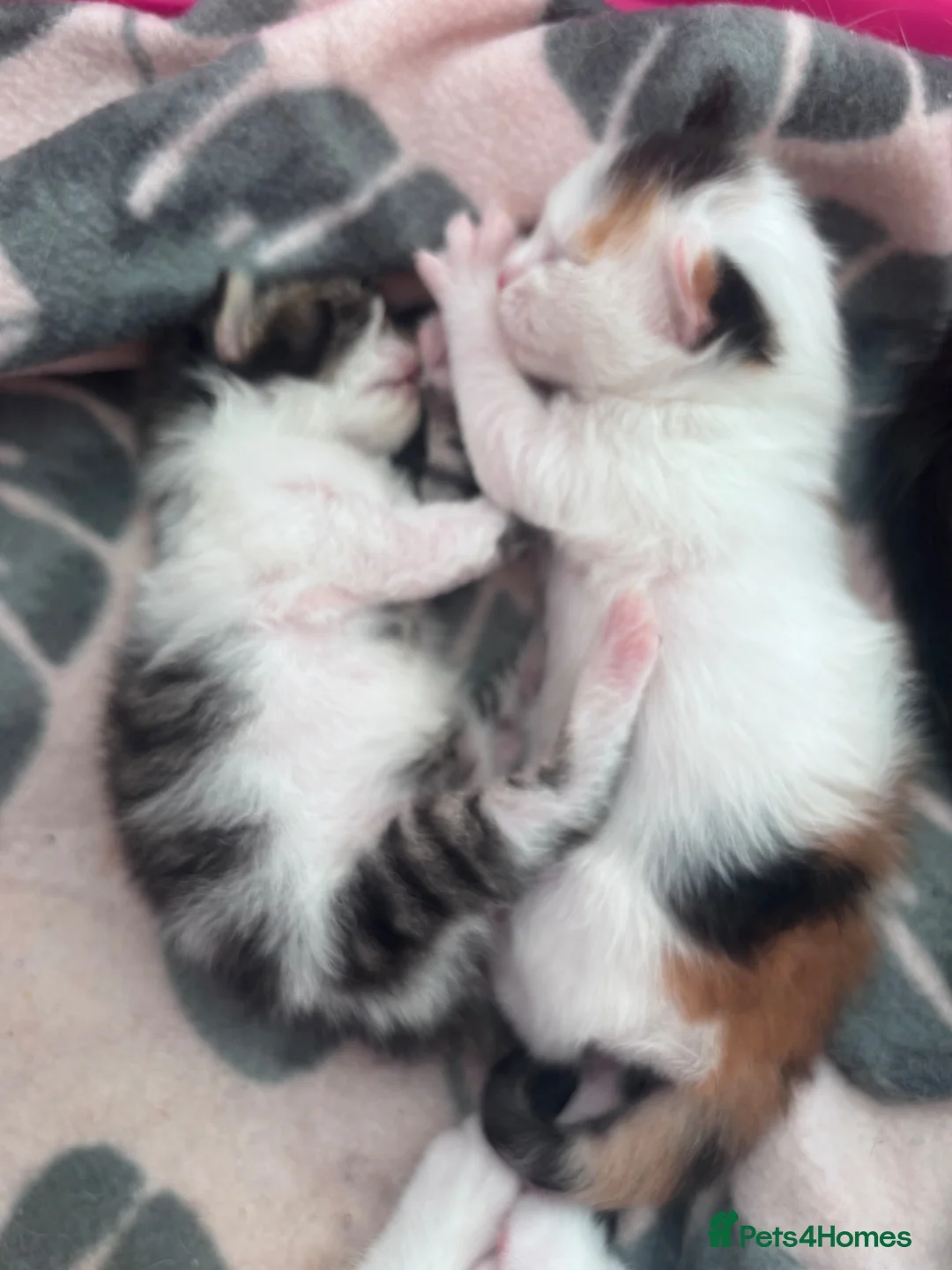 Mixed Breed cats for sale: Girl kittens - Advert 1