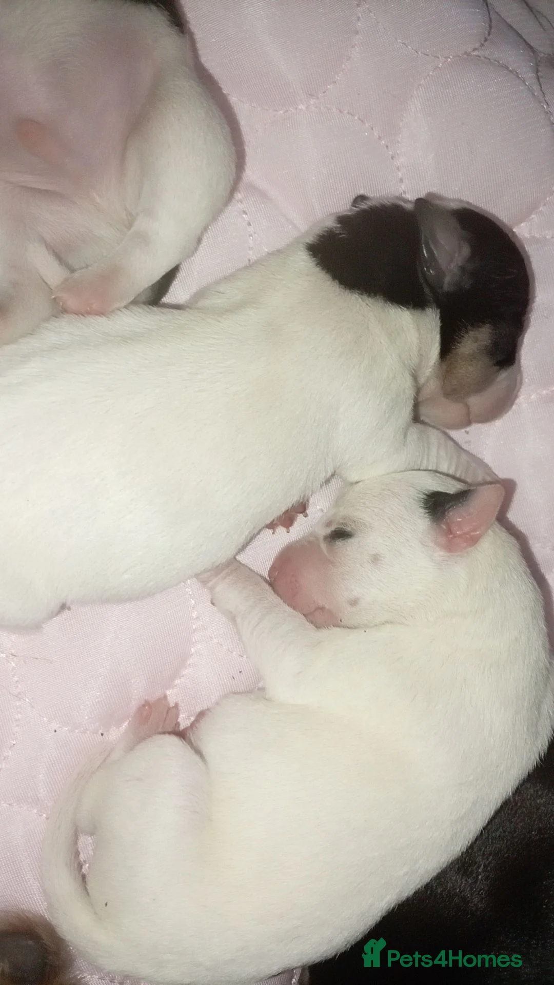 Mixed Breed dogs for sale: Patterjack x staff - Advert 2