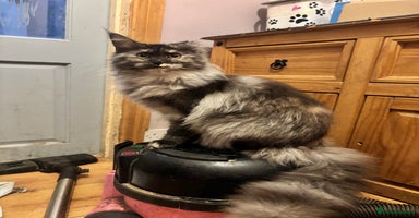 Maine Coon cats - Advert 7