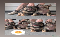 French Bulldog dogs for sale: French Bulldog puppies - Advert 8