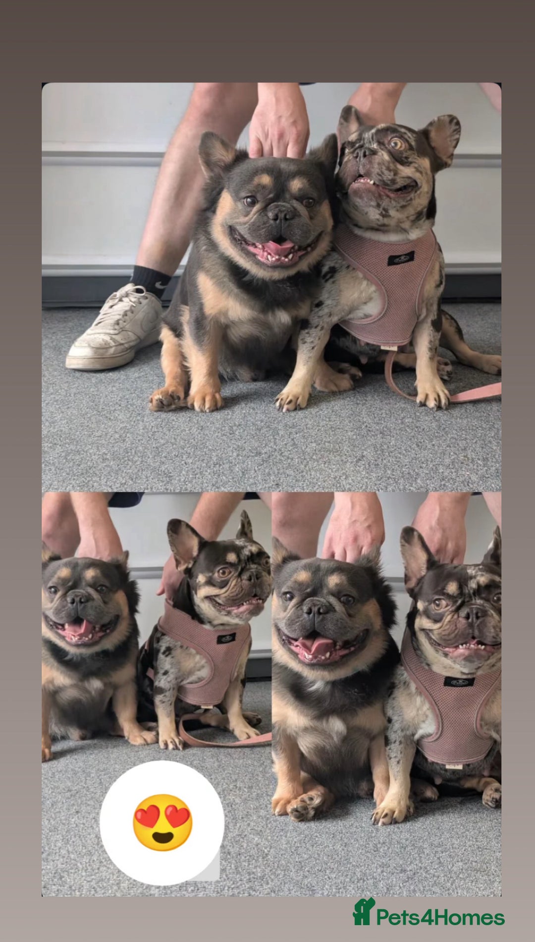 French Bulldog dogs for sale: French Bulldog puppies - Advert 8