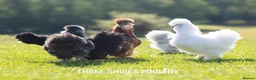 Chickens poultry for sale: Pekins, Polish, Silkies and other bantams - POL - Advert 11