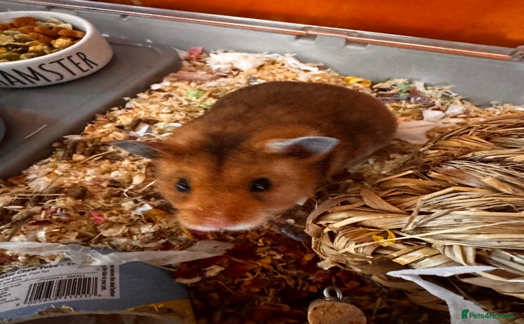 Hamster rodents - Advert 6