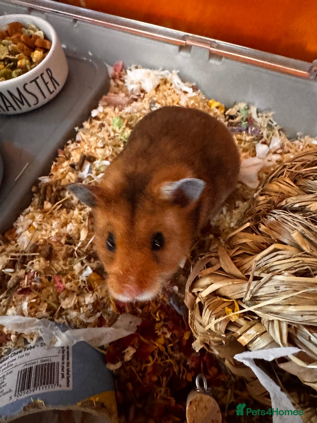 Hamster rodents for sale: Male Syrian hamster - Image 1