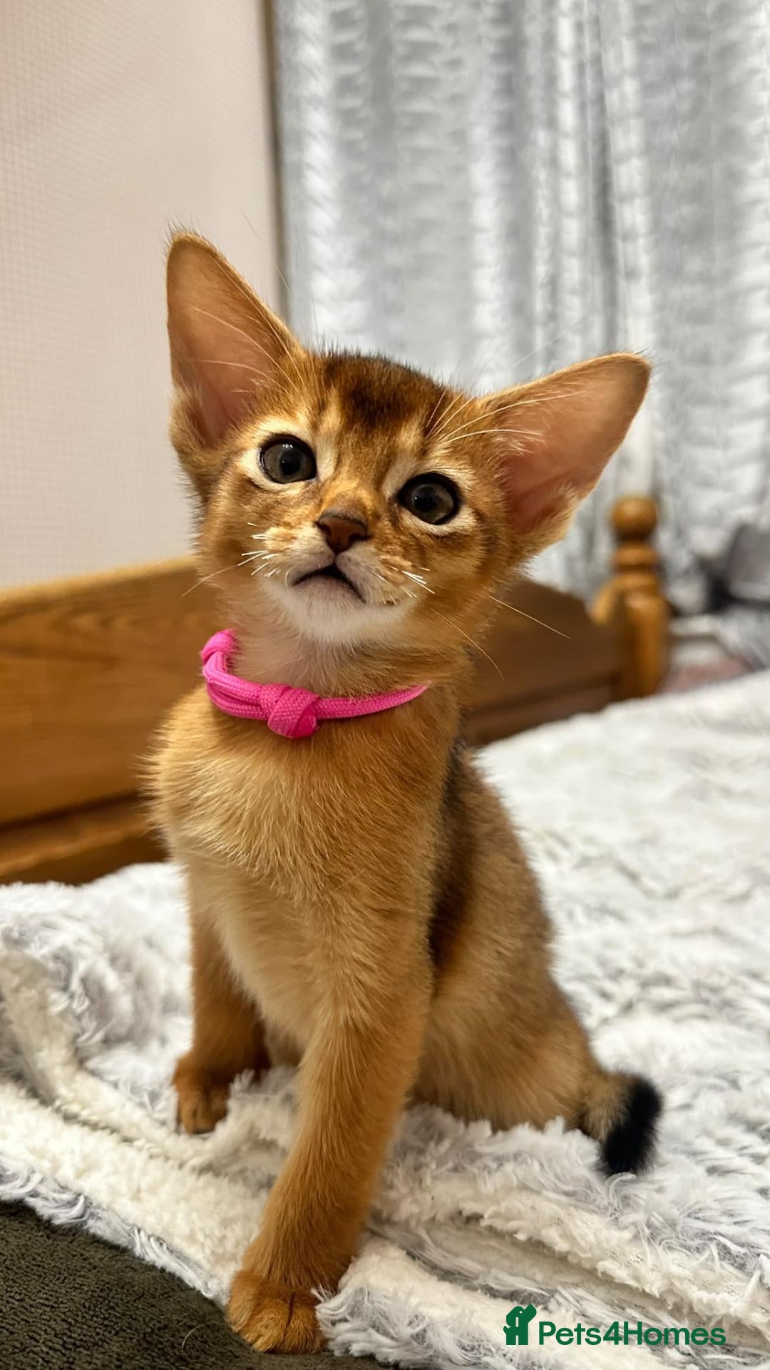 Abyssinian cats TICA Abyssinian kittens  - Advert 6