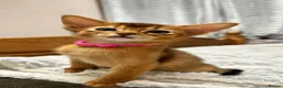 Abyssinian cats for sale: TICA Abyssinian kittens  - Advert 5