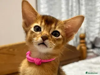 Abyssinian cats TICA Abyssinian kittens - Advert 6