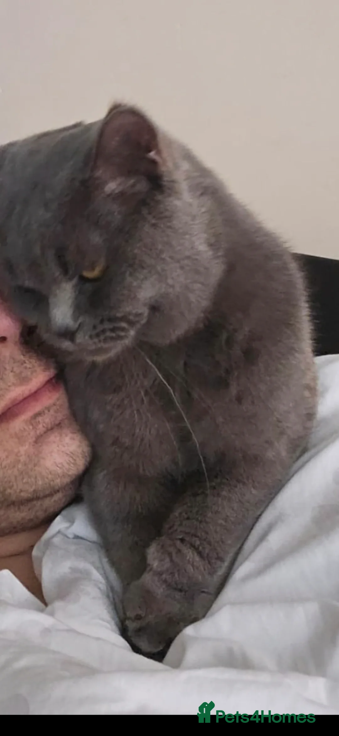 British Shorthair cats for stud: Stud Pedigree Actice Available, Friendly Gentle - Advert 2