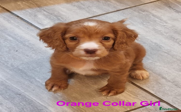 Cocker Spaniel dogs - Advert 4