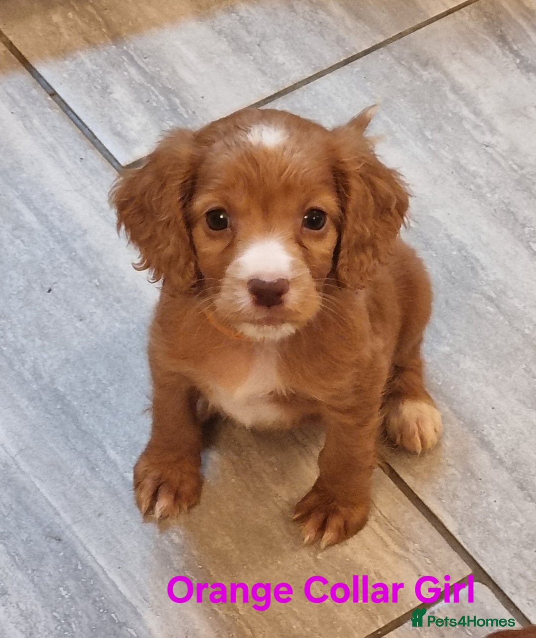 Cocker Spaniel dogs for sale: Working Cocker Spaniels Ready Now - Image 1