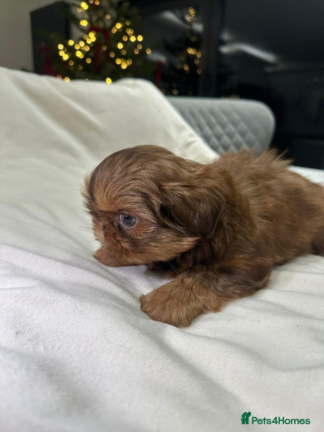 Shih Tzu dogs for sale: kC Imperial Shih tzu Ready now only 1 girl left  - Advert 2