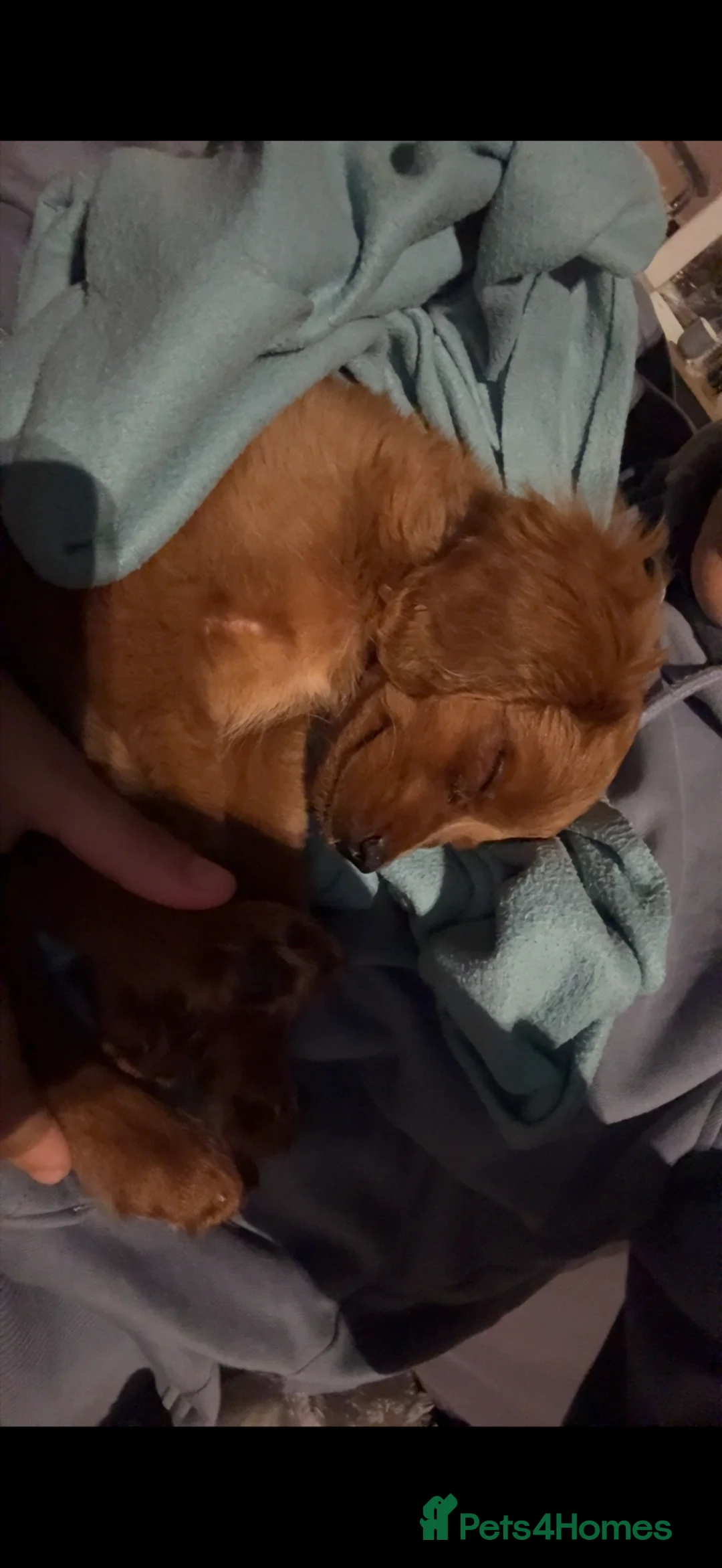Cavapoo dogs for sale: Albert the cavapoo pup in Blackburn - Advert 4