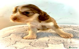 Cocker Spaniel dogs for sale: Fully health tested KC Cocker Spaniel puppies - Image 9