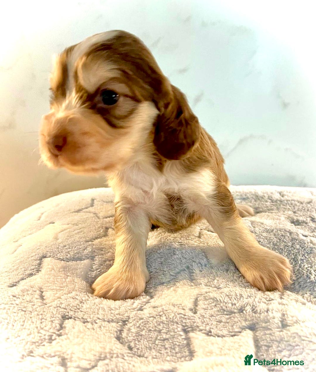 Cocker Spaniel dogs for sale: Fully health tested KC Cocker Spaniel puppies - Image 9