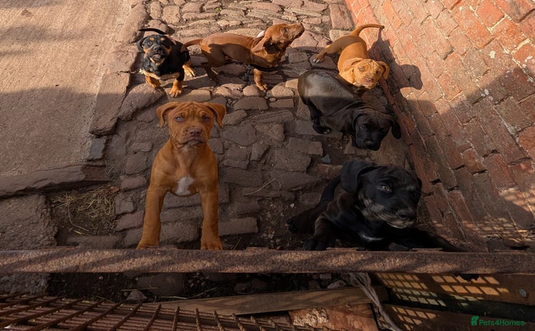 Mixed Breed dogs - Advert 10