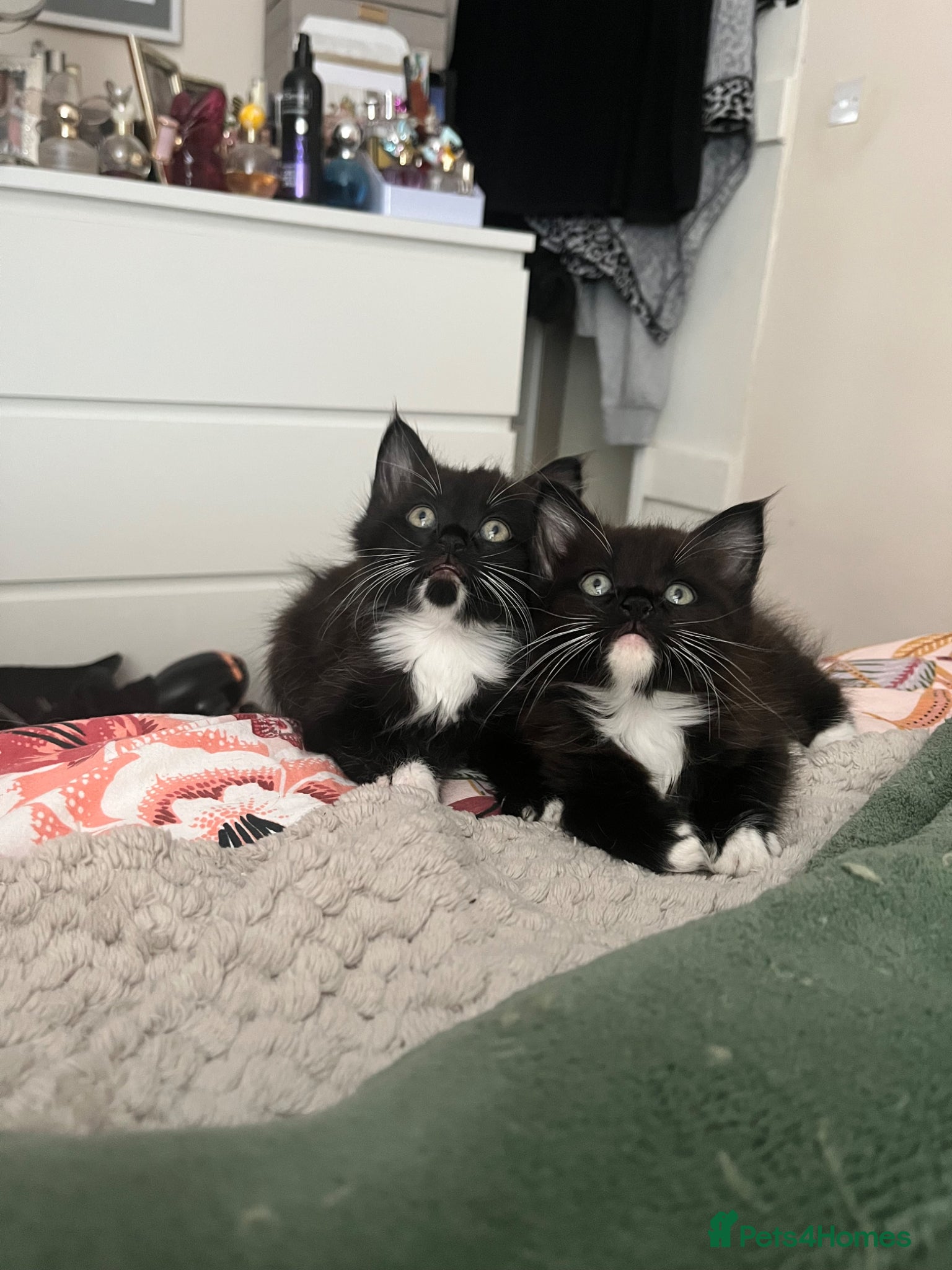 Domestic Shorthair cats Two gorgeous kittens  - Advert 15
