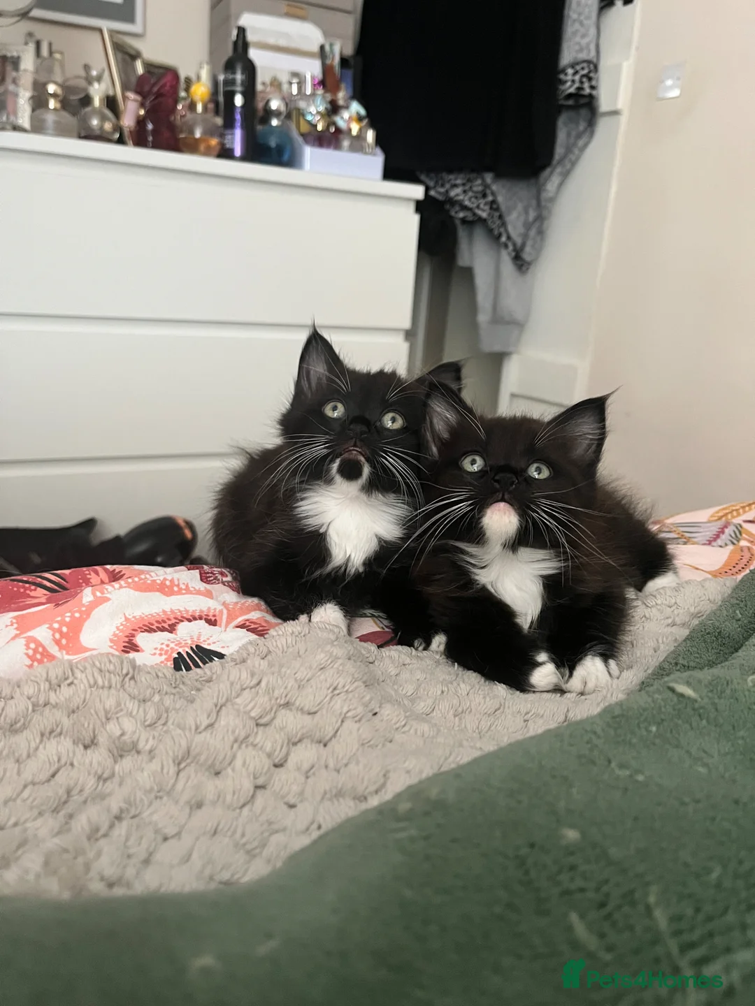Domestic Shorthair cats for sale: Two gorgeous kittens  in Leighton Buzzard - Advert 1