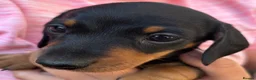 Miniature Dachshund dogs for sale: KC Miniature Dachshund Puppies For Sale - Advert 16