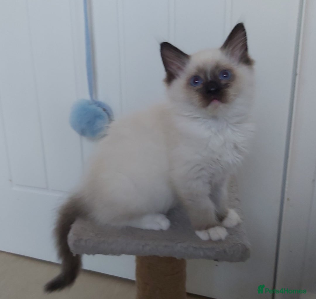 Ragdoll cats for sale: RAGDOLL SEAL POINT BLUE EYES READY NOW! - Image 14