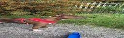 Mixed Breed dogs for sale: Charlie needs a home asap in Plymouth - Advert 2