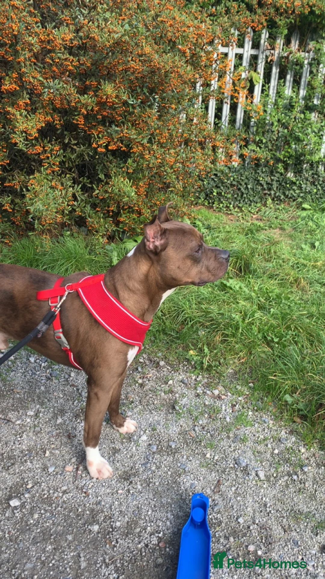 Mixed Breed dogs for sale: Charlie needs a home asap in Plymouth - Advert 2