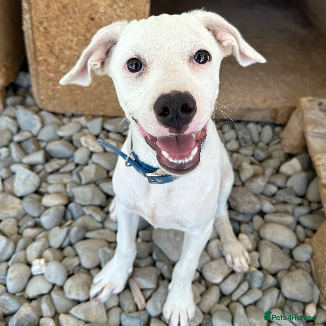 Mixed Breed dogs for adoption: Aspen (deaf but determined!) - Image 4