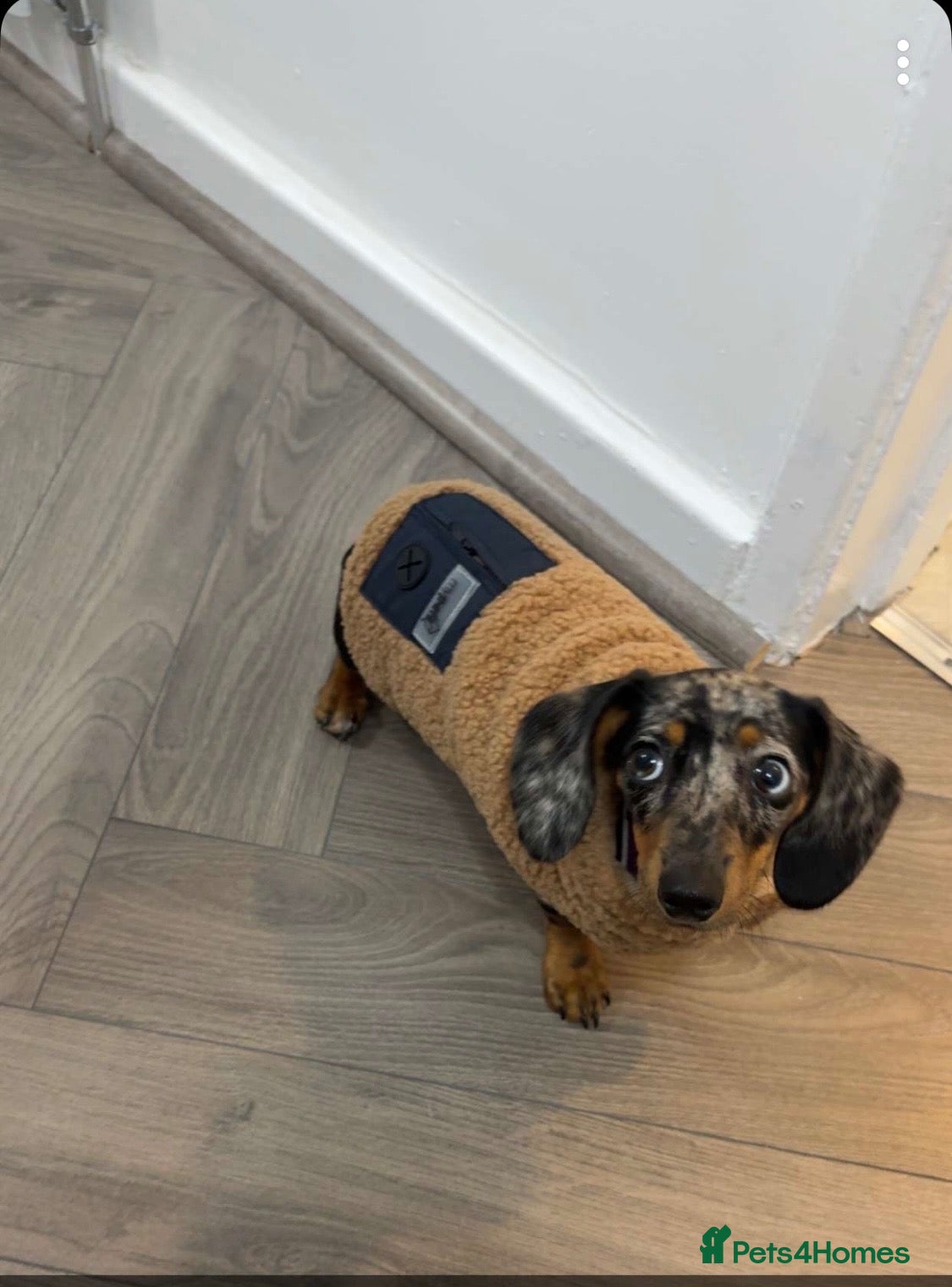 Miniature Dachshund dogs Miniature dachshund  - Advert 2