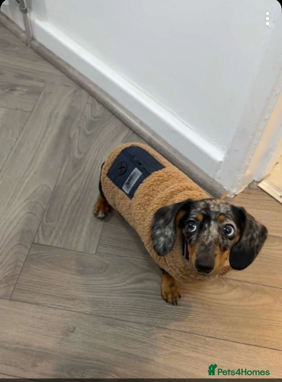 Miniature Dachshund dogs for sale: Miniature dachshund  - Advert 1